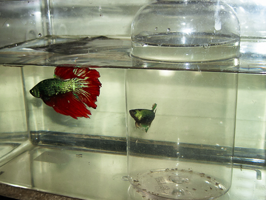 How to breed betta fish at home