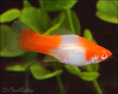 swordtail photo