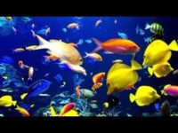 aquarium fish photo